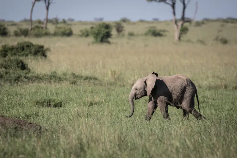 Little elephant on self drive safari