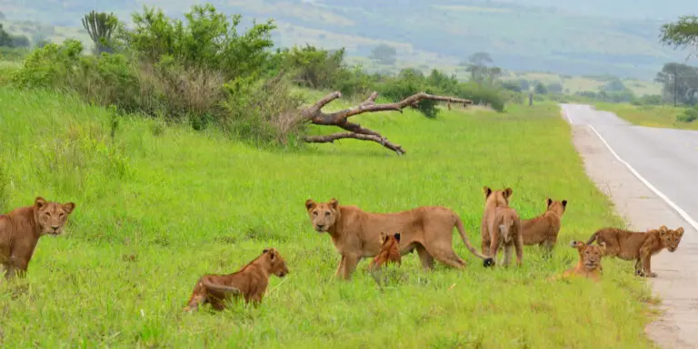 8 lions on road at Queen Elizabeth National Park Uganda