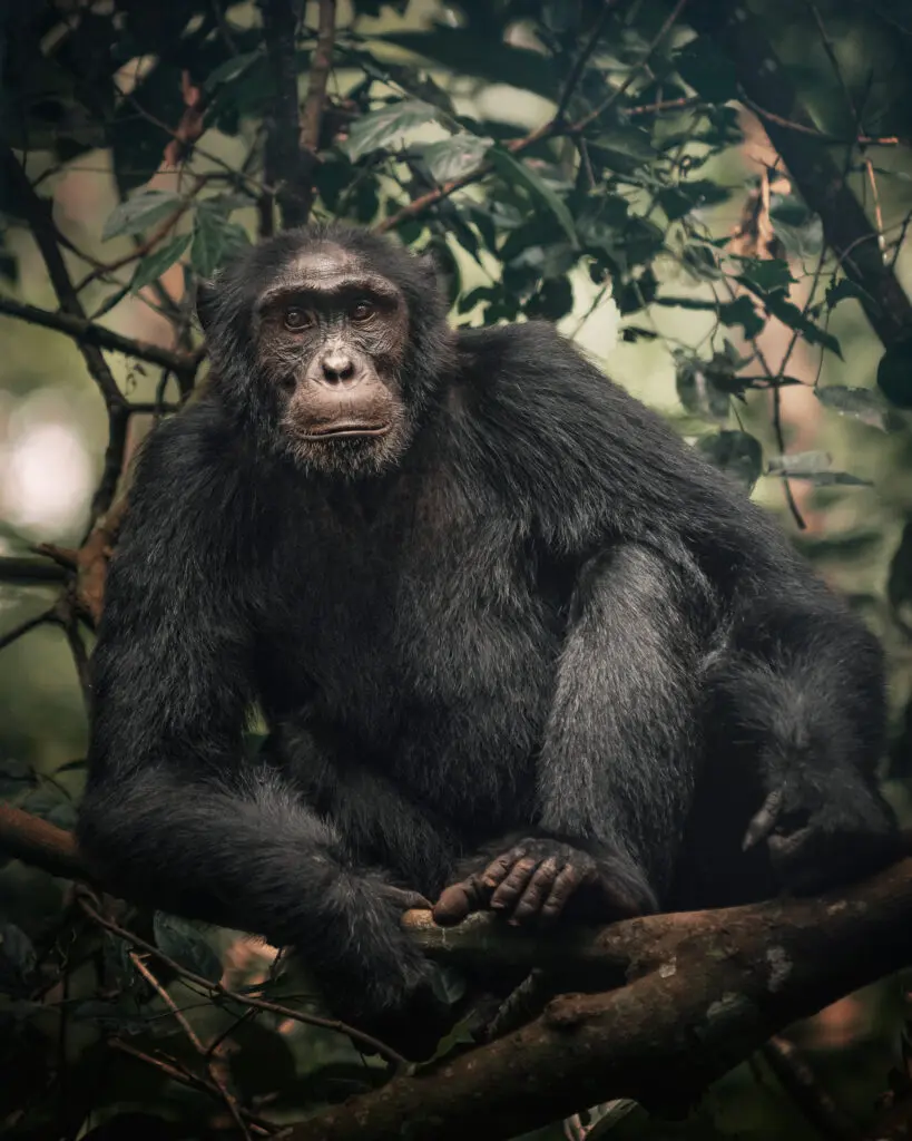 Chimp Portrait