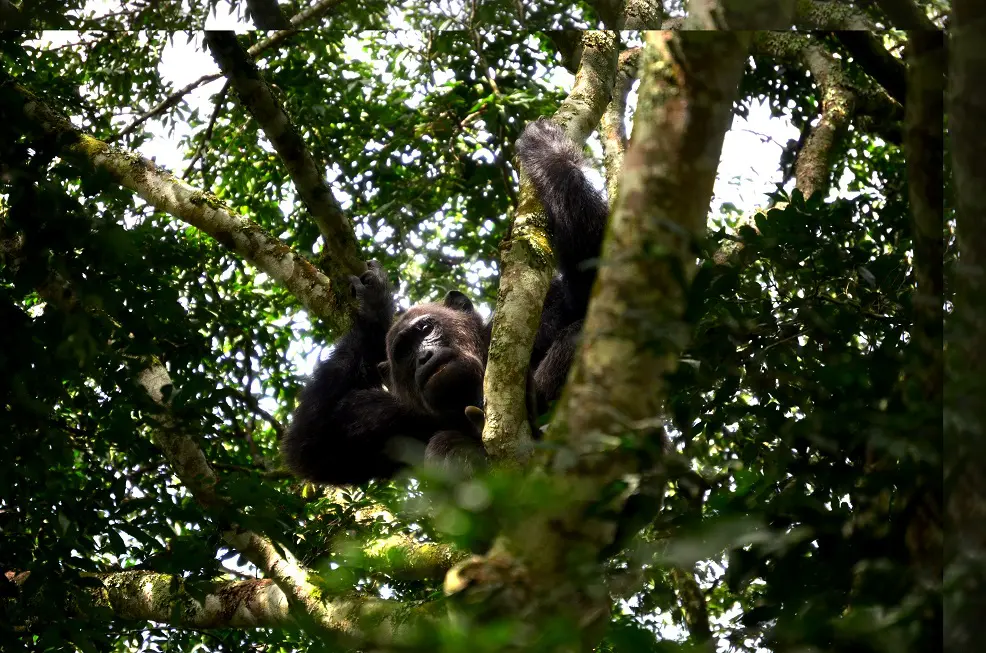 Chimpanzee Tracking In The Tree Kyambura Gorge Queen Elizabeth Np