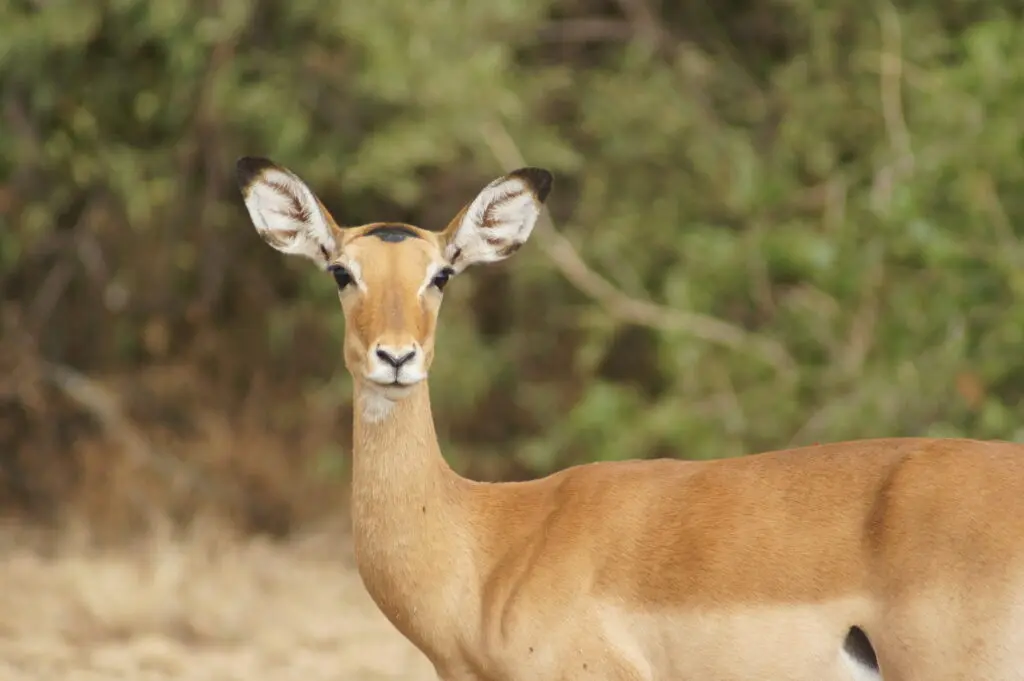 Springbok