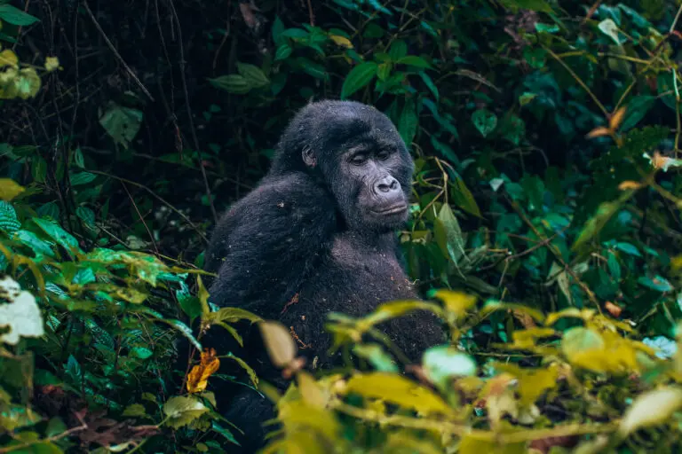 Gorilla trekking (by Madelon) (1)