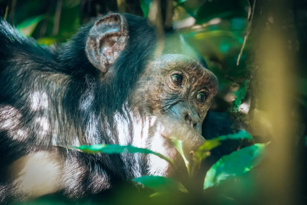Chimpanzee in Uganda