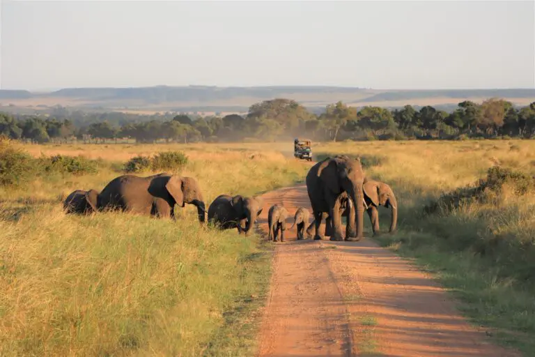 Elephant Crossing Landcruiser 4X4track Kenya