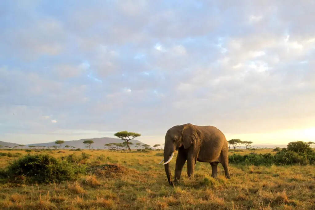 Elephant in the Maasai Mara