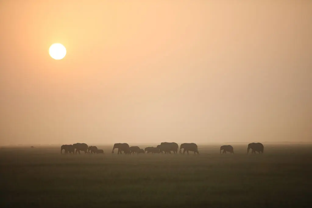 Elephant parade under the African sun