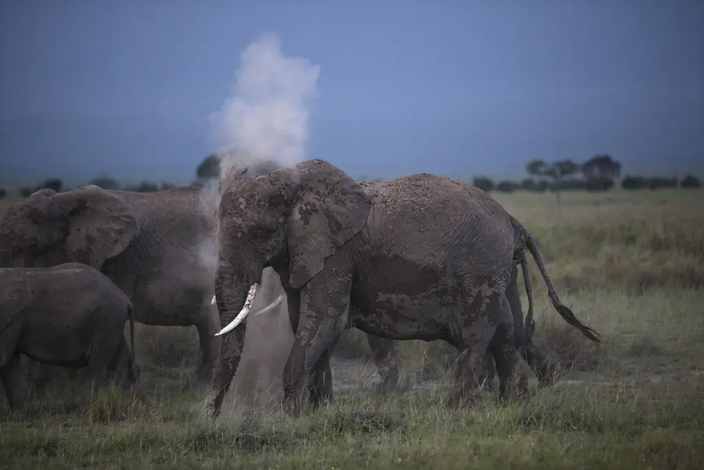 Elephants Covered In Dusk Mark Bell. Jpg