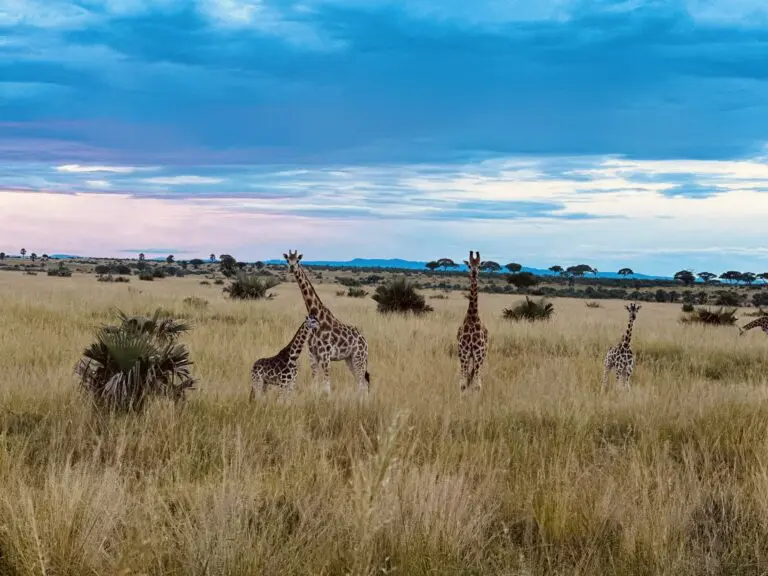 Giraffes & Sunset In Murchison NP