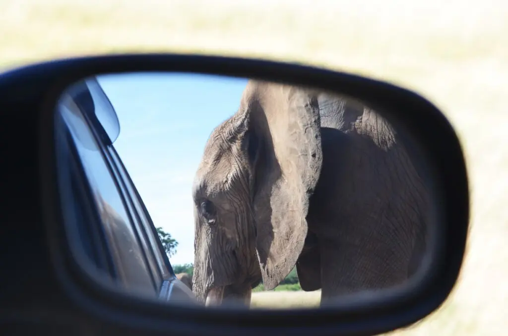 Mirror View Of Car With Elephant Close Up Samburu self drive safari kenya