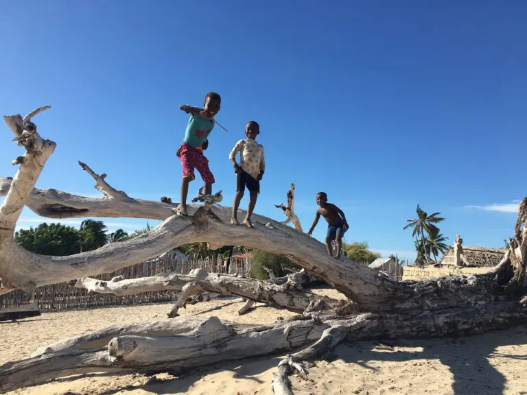 Kids On Tree Trunk Belo