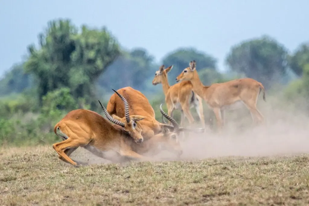 Kobs Fighting In Queen Elizabeth Np