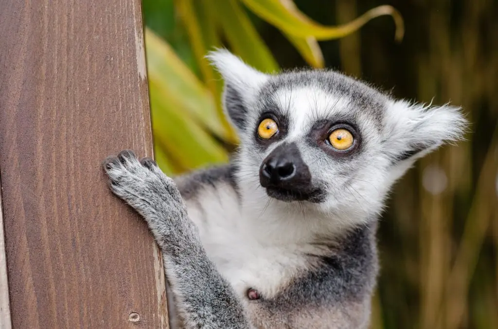 Lemur Ring Tailed Lemur Primate Mammal