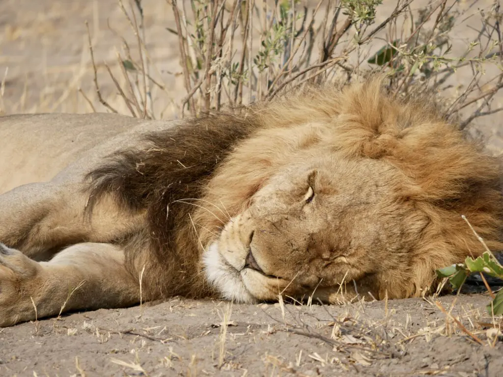 Lion