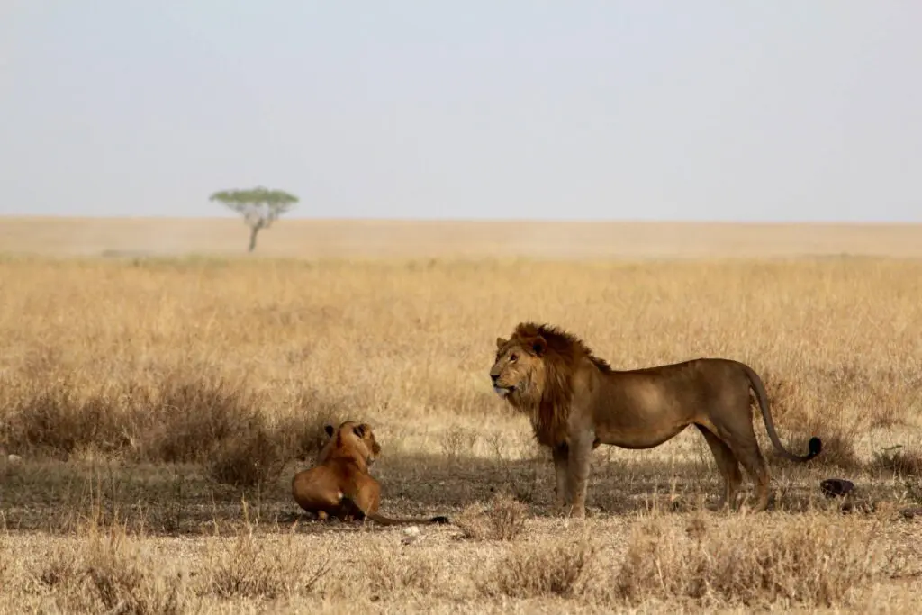 Lion on the Serengeti plains