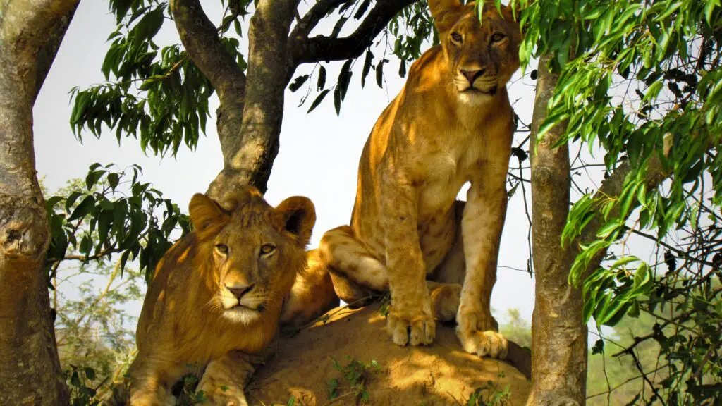 Three climbing lions in Queens Elizabeth National Park, Uganda
