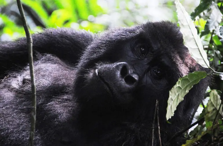 Roadtrip Uganda Gorilla Tracking In Bwindi National Park Right View
