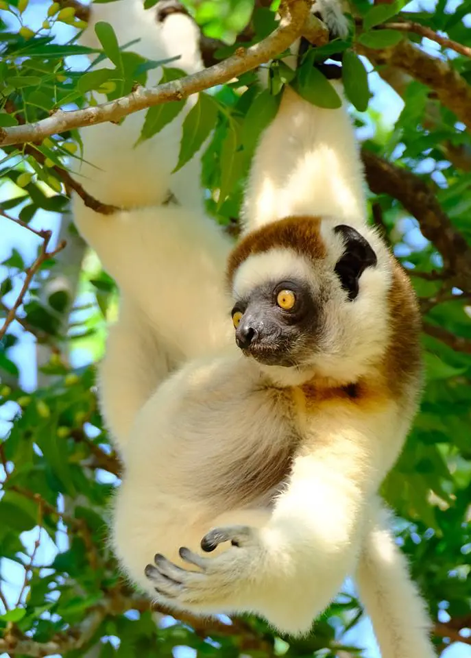 Sifaka