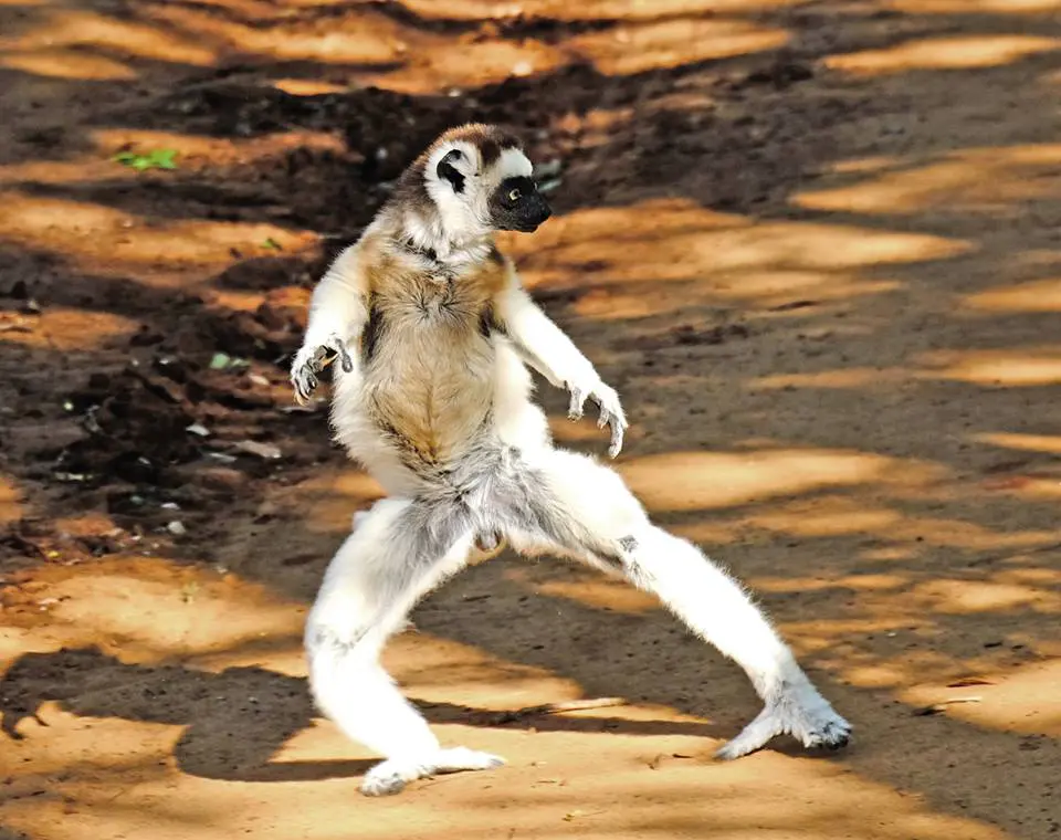 Sifaka Standing