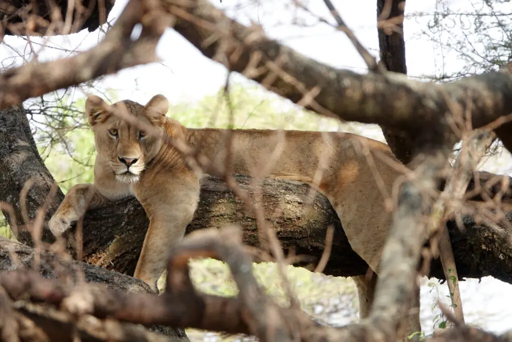 Tree climbing lion