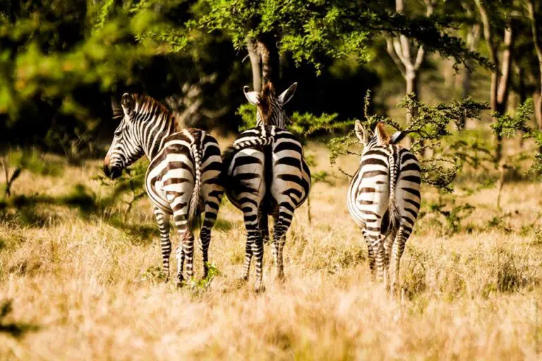 Zebra's Lake Mburo Hugo Macedo