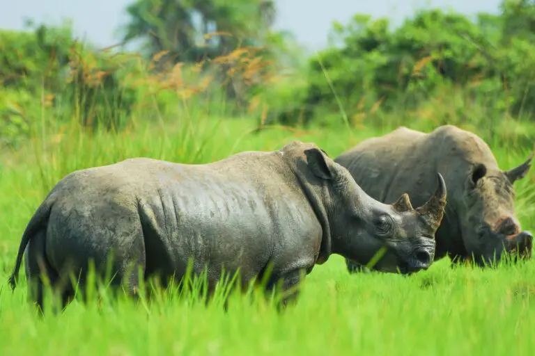 Two black rhino's grazing in Ziwa Rhino Sanctuary Uganda