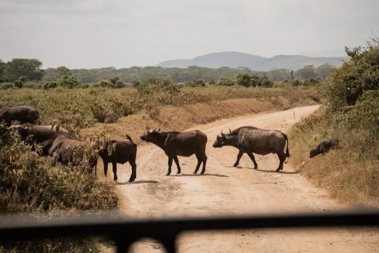 buffalo herd crossing a dirt road in an african landscape