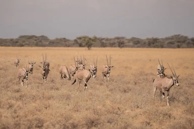 herd of oryx in dry african savanna