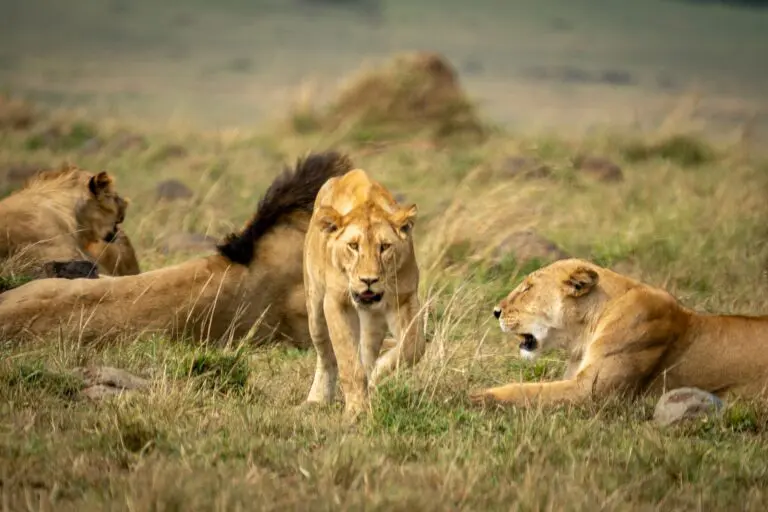 three lions in tall grass on the african savanna