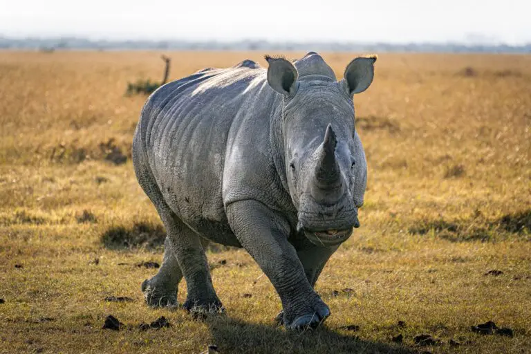white rhino walking through golden savanna grass