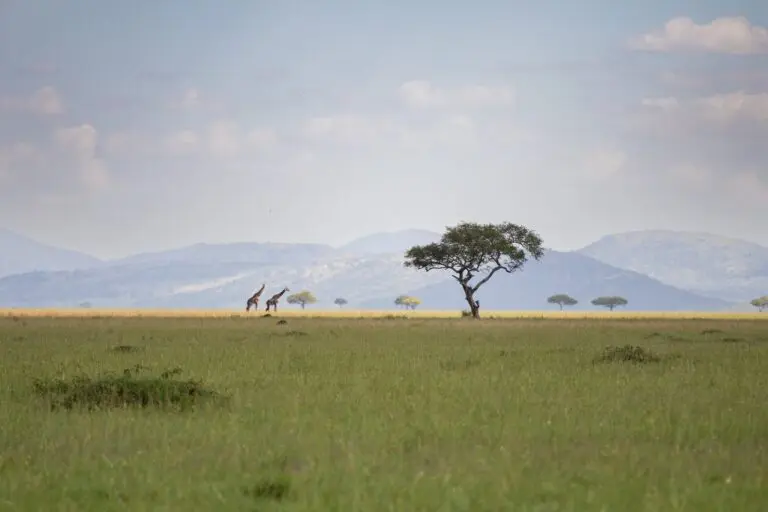 two giraffes and acacia tree in vast african savanna